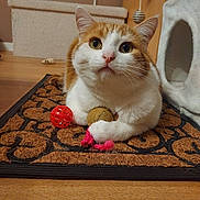 Tigrou a rejoint le concours — aidez-le/la à gagner de superbes lots ! cat, orange_and_white_cat, toy_ball, pink_string, doormat, wooden_floor, cat_tree, indoor, pet, feline, curious, sitting, clawing, whiskers, ears, floor_mat, playful, domestic_cat, closeup, animal