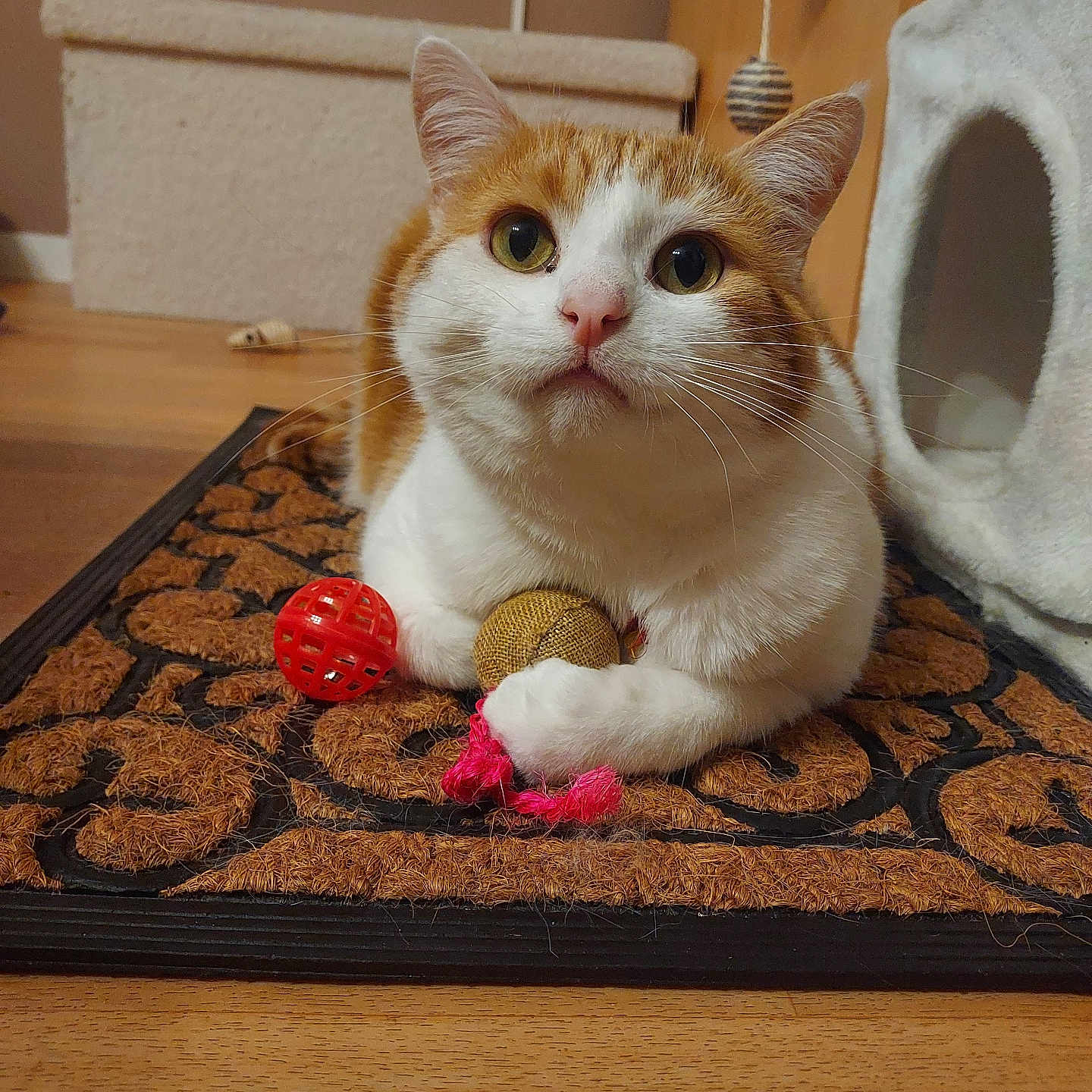 Tigrou a rejoint le concours — aidez-le/la à gagner de superbes lots ! animal, cat, cat_tree, clawing, closeup, curious, domestic_cat, doormat, ears, feline, floor_mat, indoor, orange_and_white_cat, pet, pink_string, playful, sitting, toy_ball, whiskers, wooden_floor