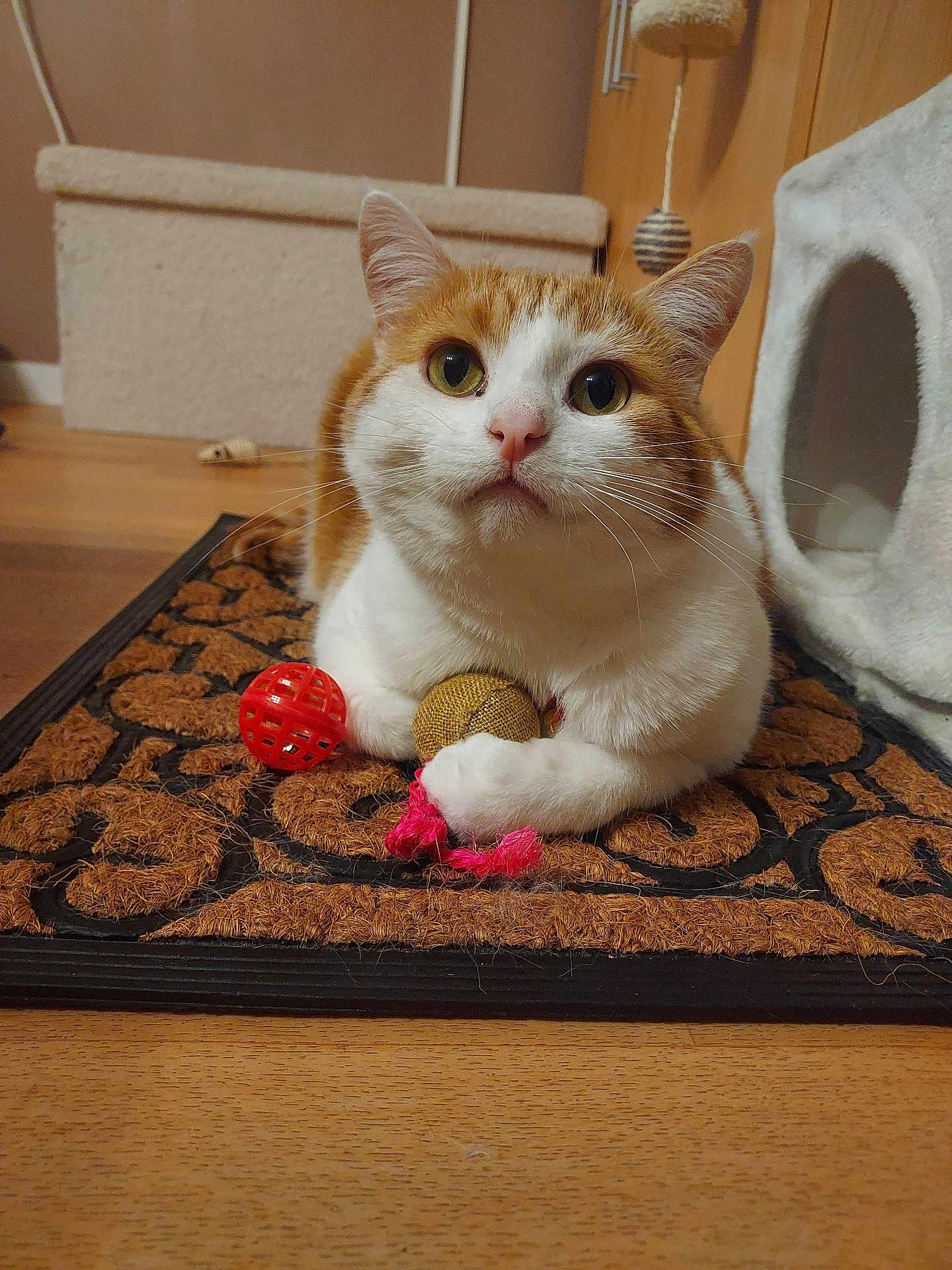 Tigrou a rejoint le concours — aidez-le/la à gagner de superbes lots ! cat, orange_and_white_cat, toy_ball, pink_string, doormat, wooden_floor, cat_tree, indoor, pet, feline, curious, sitting, clawing, whiskers, ears, floor_mat, playful, domestic_cat, closeup, animal