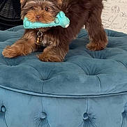 Ziggy joined the competition — help win amazing prizes! animal, blue_ottoman, brown, chair, chew_toy, collar, cute, dog, ears, fan, fluffy, furniture, home, indoor, pet, playful, puppy, tail, toy, tufted