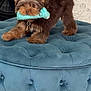 animal, blue_ottoman, brown, chair, chew_toy, collar, cute, dog, ears, fan, fluffy, furniture, home, indoor, pet, playful, puppy, tail, toy, tufted