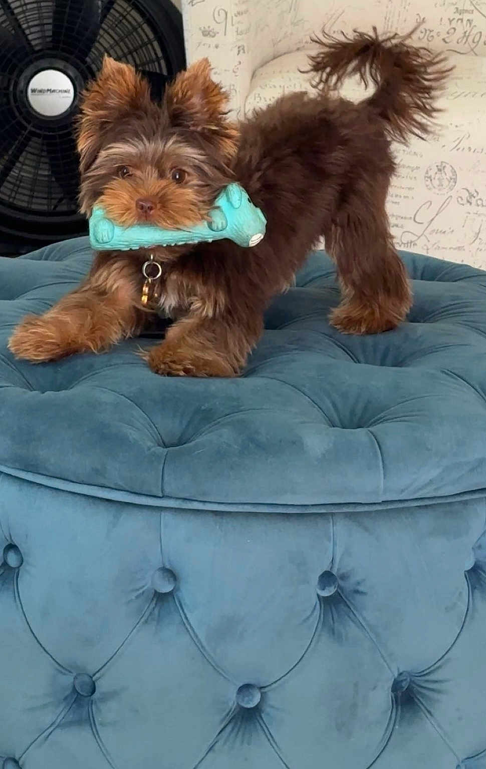 Ziggy