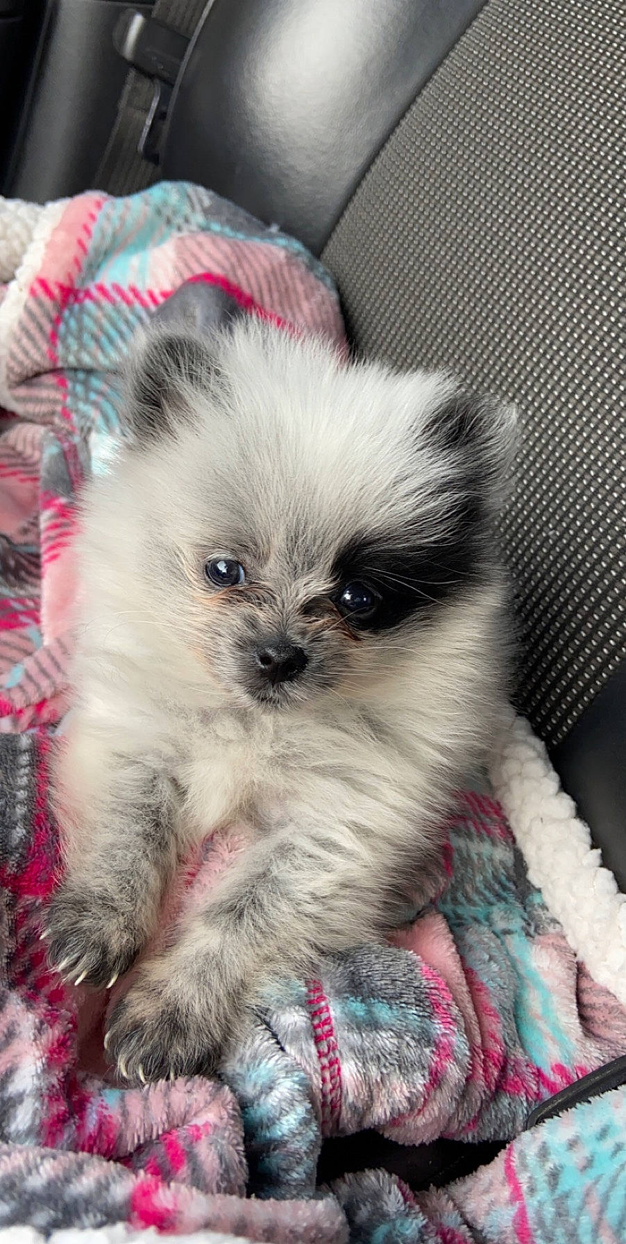 Pearl is registered to the contest to win money with this photo: canidae, carnivore, companion_dog, dog, dog_breed, fawn, german_spitz, german_spitz_klein, mammal, non_sporting_group, pomeranian, puppy, rare_breed_dog, shih_tzu, skin, spitz, toy_dog, vertebrate, whiskers