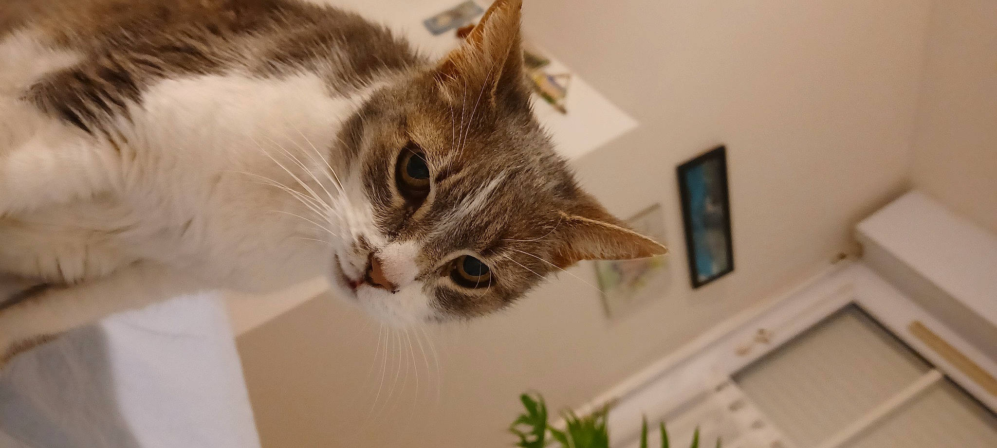 Nona a rejoint le concours — aidez-le/la à gagner de superbes lots ! cardboard, carnivore, cat, domestic_short_haired_cat, ear, event, fawn, felidae, fur, paw, pet_supply, picture_frame, plant, room, small_to_medium_sized_cats, snout, whiskers, wood