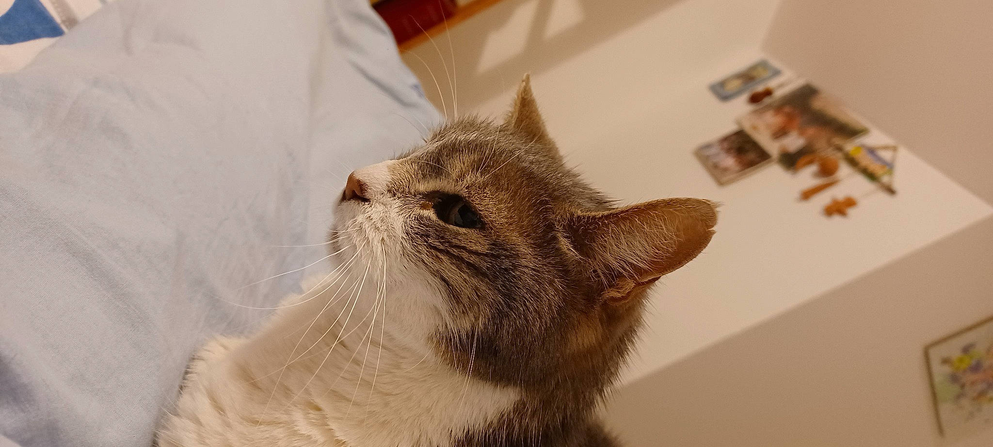 Nona a rejoint le concours — aidez-le/la à gagner de superbes lots ! carnivore, cat, comfort, domestic_short_haired_cat, fawn, felidae, fur, small_to_medium_sized_cats, snout, terrestrial_animal, whiskers