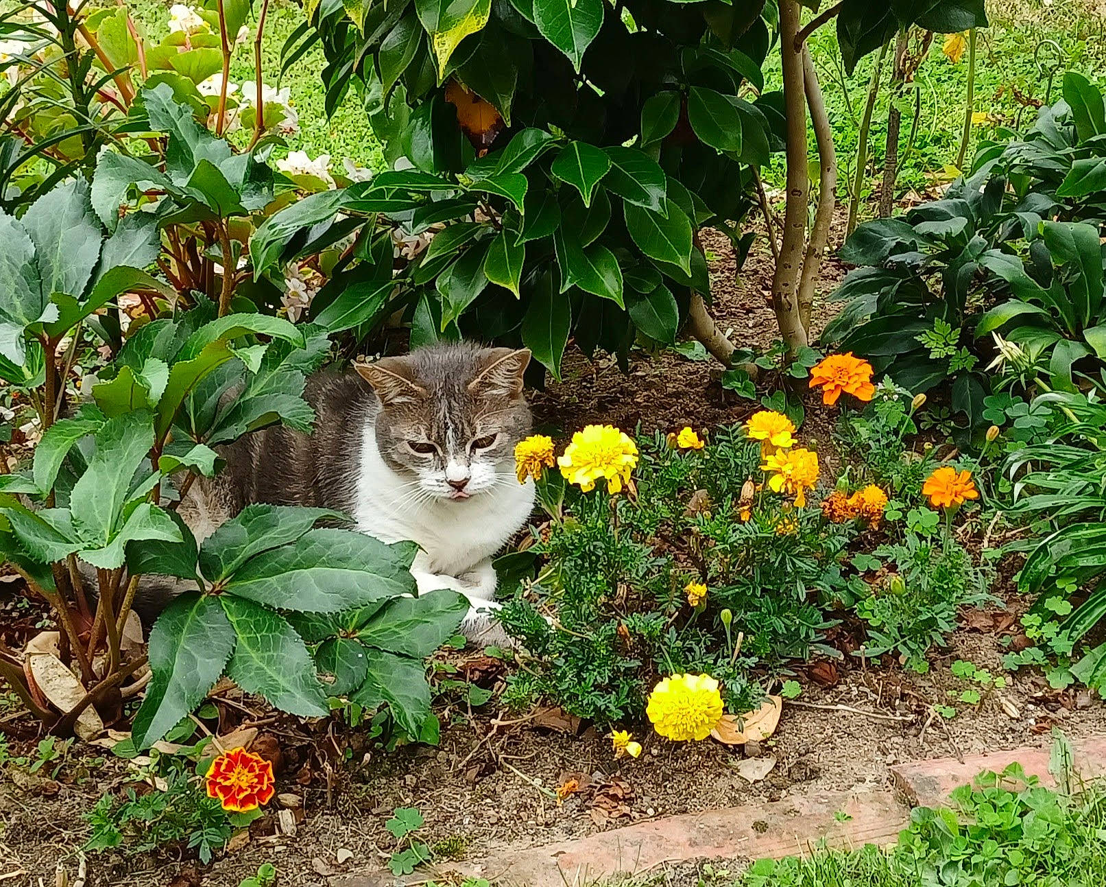 Nona participe au concours pour gagner de l'argent avec cette photo : annual_plant, carnivore, cat, domestic_short_haired_cat, fawn, felidae, flower, garden, grass, groundcover, herbaceous_plant, leaf, plant, road_surface, shrub, small_to_medium_sized_cats, soil, tail, vegetation, whiskers