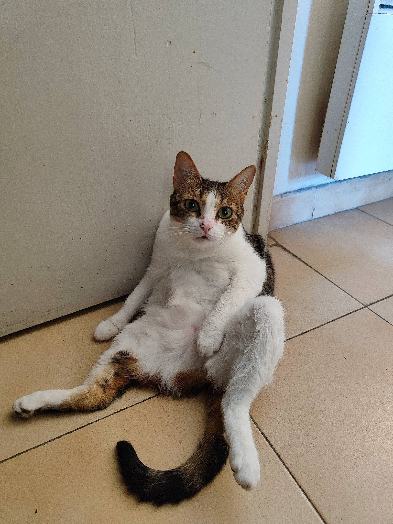 Stoufine a rejoint le concours — aidez-le/la à gagner de superbes lots ! carnivore, cat, claw, comfort, domestic_short_haired_cat, door, fawn, felidae, flooring, foot, fur, paw, sitting, small_to_medium_sized_cats, snout, tail, terrestrial_animal, whiskers, window, wood