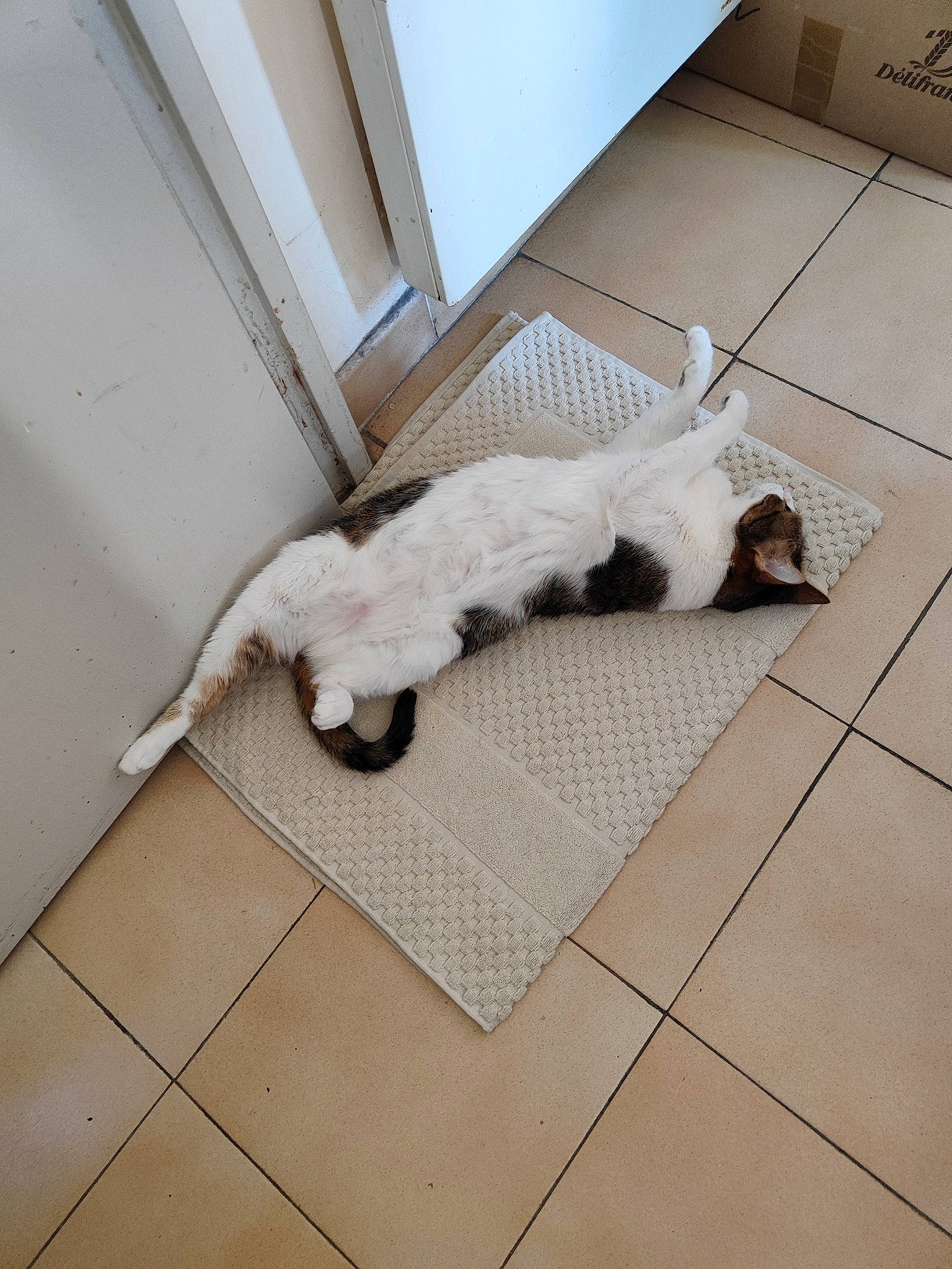 Stoufine participe au concours pour gagner de l'argent avec cette photo : carnivore, cat, claw, comfort, companion_dog, dog_breed, domestic_short_haired_cat, fawn, felidae, floor, flooring, fur, hardwood, mammal, paw, small_to_medium_sized_cats, sporting_group, tail, whiskers, wood