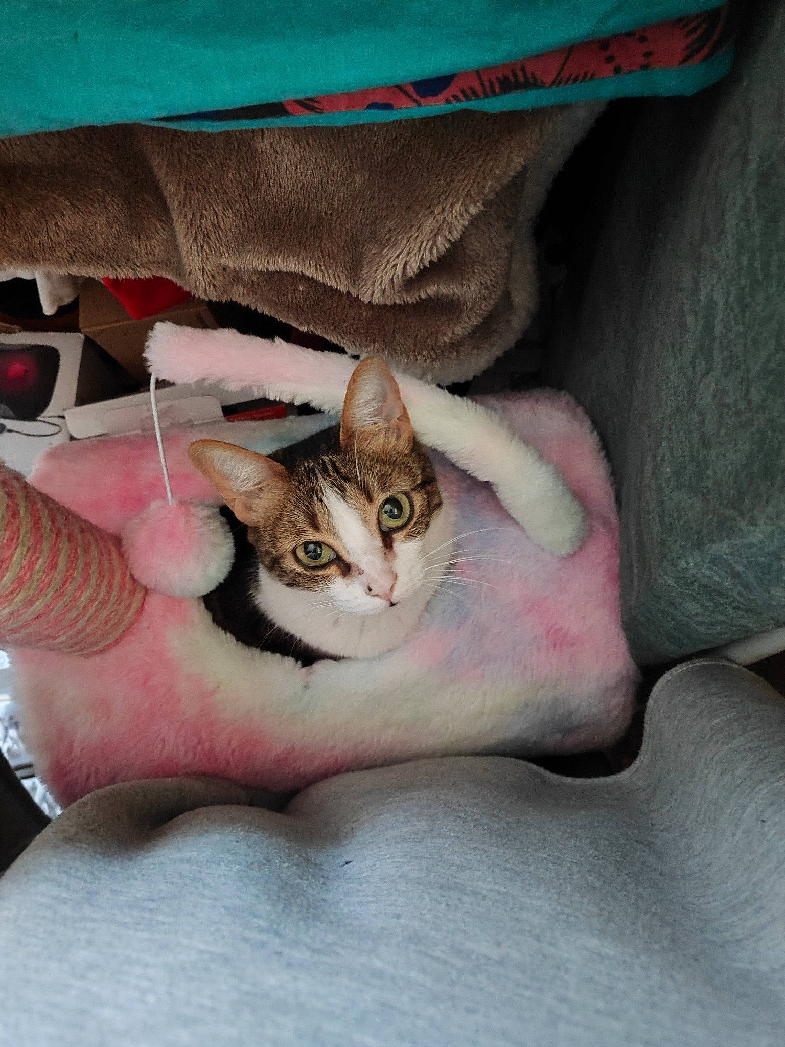 Stoufine participe au concours pour gagner de l'argent avec cette photo : carnivore, cat, claw, comfort, domestic_short_haired_cat, fawn, felidae, finger, foot, fur, gesture, human_leg, linens, nail, paw, sitting, small_to_medium_sized_cats, textile, whiskers