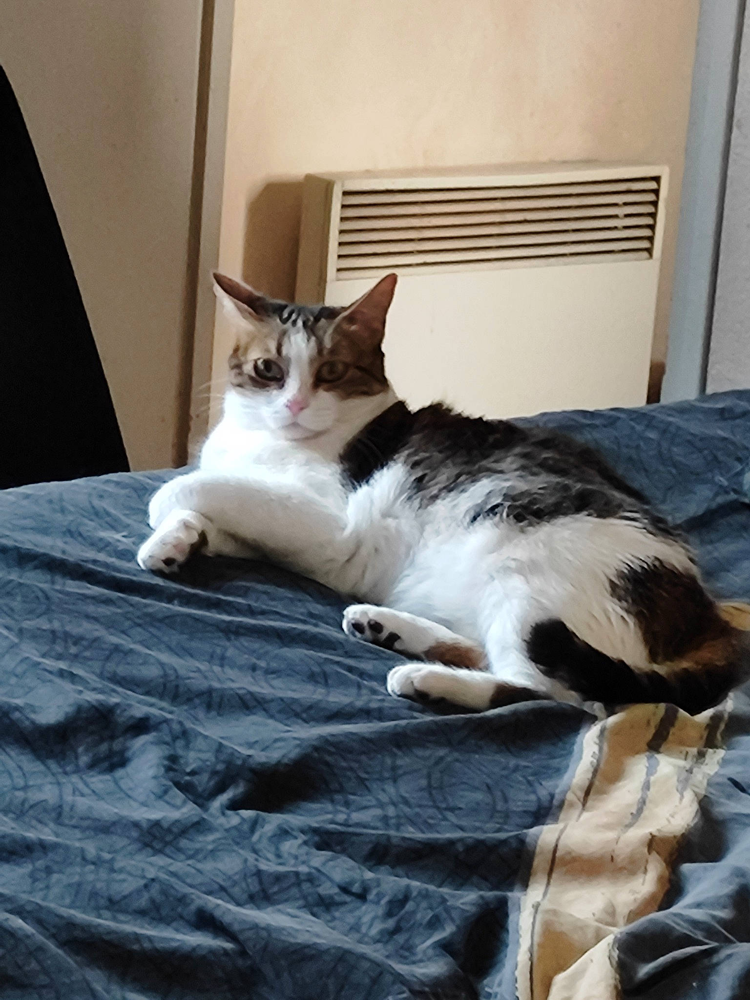 Stoufine a rejoint le concours — aidez-le/la à gagner de superbes lots ! bedding, carnivore, cat, comfort, domestic_short_haired_cat, door, duvet, felidae, flooring, fur, grey, hardwood, linens, paw, room, small_to_medium_sized_cats, tail, whiskers, window, wood