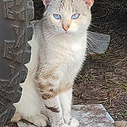 Blue Eyes joined the competition — help win amazing prizes! cat, blue_eyes, tire, dirt, outdoor, animal, curious, fur, whiskers, paws, tile, ground, nature, pet, mammal, stray, watchful, alert, sunlight, shadow