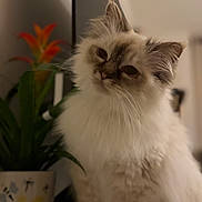 Lili participe au concours pour gagner de l'argent avec cette photo : cat, ragdoll, pet, feline, white_fur, fluffy, whiskers, ears, eyes, portrait, closeup, indoor, home, houseplant, potted_plant, flower, pot, table, soft_lighting, curiosity