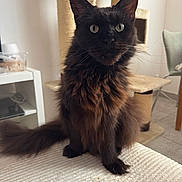 Rumba a rejoint le concours — aidez-le/la à gagner de superbes lots ! cat, long_hair, black_cat, green_eyes, whiskers, paws, tail, cat_tree, scratching_post, indoor, furniture, chair, shelf, table, rug, cozy, portrait, pet, domestic_cat, curious