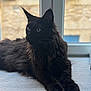 Rumba participe au concours pour gagner de l'argent avec cette photo : cat, black_cat, long_hair, windowsill, window, indoor, whiskers, green_eyes, fur, paws, relaxed, resting, bokeh, natural_light, pet, portrait, domestic, home, house, mammal