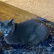 Aya is registered to the contest to win money with this photo: animal, carpet, cat, close_up, cute, domestic_animal, ears, feline, floor, fur, gray_cat, home, indoor, looking, lying_down, mammal, pet, resting, rug, whiskers