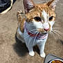 cat, orange_and_white, collar, pet_food, bowl, carpet, indoor, curious, whiskers, ears, tail, pet_crate, closeup, animal, feline, domestic_cat, fur, cute, looking, standing
