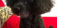 Dolly is registered to the contest to win money with this photo: animal, black_dog, canine, companion, curly_fur, curly_hair, cushion, cute, dog, domestic_animal, furry, indoor, leopard_print, pet, pet_portrait, poodle, portrait, red_bedspread, sitting, small_dog