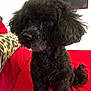 animal, black_dog, canine, companion, curly_fur, curly_hair, cushion, cute, dog, domestic_animal, furry, indoor, leopard_print, pet, pet_portrait, poodle, portrait, red_bedspread, sitting, small_dog