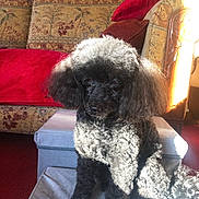 Dolly is registered to the contest to win money with this photo: animal, black_dog, carpet, companion, cozy, curly_fur, curly_hair, cushion, cute, dog, furniture, indoor, living_room, ottoman, pet, poodle, portrait, shadow, sofa, sunlight