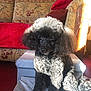animal, black_dog, carpet, companion, cozy, curly_fur, curly_hair, cushion, cute, dog, furniture, indoor, living_room, ottoman, pet, poodle, portrait, shadow, sofa, sunlight