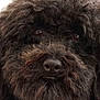 Dolly joined the competition — help win amazing prizes! animal, black_dog, canine, close_up, companion, curly_fur, cute, dog, domestic_animal, eyes, face, fluffy, friendly, fur, furry, mammal, nose, pet, portrait, whiskers
