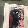 Dolly joined the competition — help win amazing prizes! animal_description, black_dog, closeup, curly_hair, cute, decorative_sign, document, dog, floral_pattern, furry, indoor, paper, pet, pet_passport, photo, poodle, portrait, red_background, sitting, text