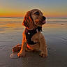 Charly a rejoint le concours — aidez-le/la à gagner de superbes lots ! dog, puppy, spaniel, beach, sunset, ocean, seashore, sand, wet_sand, outdoor, animal, pet, sitting, tongue_out, floppy_ears, brown_fur, harness, portrait, reflection, golden_hour
