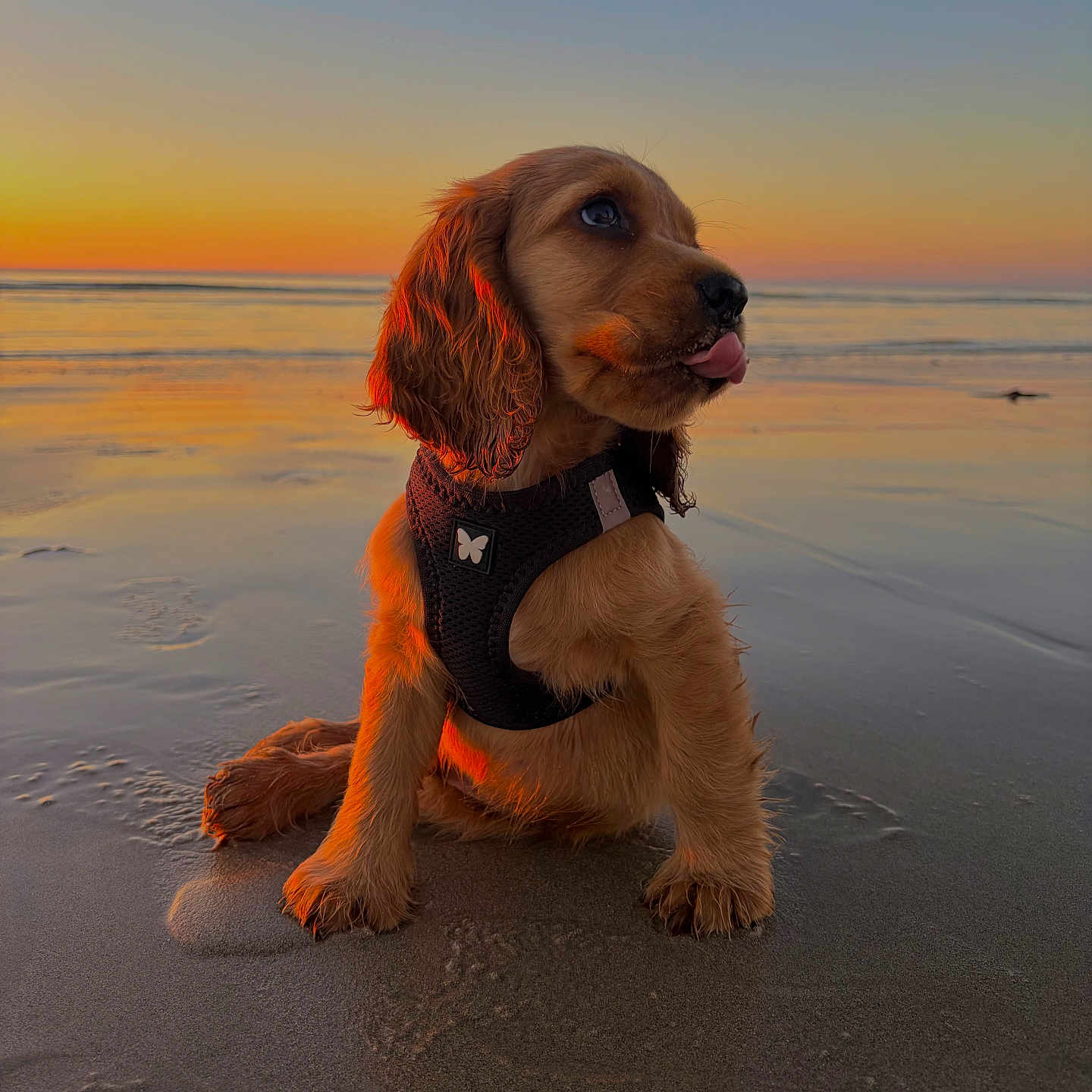 Charly a rejoint le concours — aidez-le/la à gagner de superbes lots ! dog, puppy, spaniel, beach, sunset, ocean, seashore, sand, wet_sand, outdoor, animal, pet, sitting, tongue_out, floppy_ears, brown_fur, harness, portrait, reflection, golden_hour
