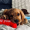 Charly participe au concours pour gagner de l'argent avec cette photo : puppy, dog, golden_retriever, brown_fur, pet, animal, lying_down, cuddling, toy, plush_toy, red_toy, blanket, couch, pillow, indoors, cozy, cute, sleepy, portrait, close_up