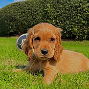 Charly participe au concours pour gagner de l'argent avec cette photo : dog, puppy, cocker_spaniel, golden, pet, animal, portrait, outdoor, garden, grass, lawn, hedge, blue_sky, clouds, floppy_ears, brown_fur, lying_down, toy, cute, nature