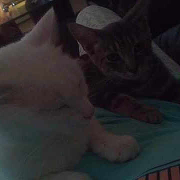 Blanche participe au concours pour gagner de l'argent avec cette photo : carnivore, cat, felidae, kitten, nap, paw, polydactyl_cat, small_to_medium_sized_cats, tail, turkish_angora, whiskers