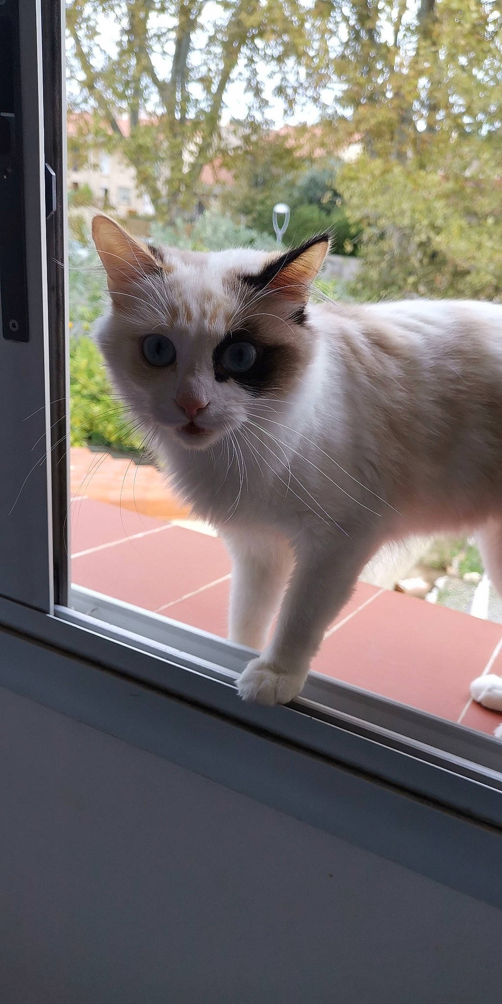 Chachou a rejoint le concours — aidez-le/la à gagner de superbes lots ! aegean_cat, balinese, carnivore, cat, domestic_short_haired_cat, felidae, javanese, kitten, mammal, ojos_azules, polydactyl_cat, ragdoll, siamese, small_to_medium_sized_cats, snout, thai, tonkinese, turkish_angora, whiskers, window