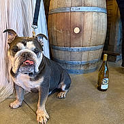 Bubba joined the competition — help win amazing prizes! dog, bulldog, canine, pet, sitting, indoors, barrel, wine_bottle, cellar, wooden, floor, leash, collar, portrait, animal, face, tongue, ears, rustic, black_background
