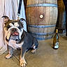 dog, bulldog, canine, pet, sitting, indoors, barrel, wine_bottle, cellar, wooden, floor, leash, collar, portrait, animal, face, tongue, ears, rustic, black_background