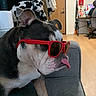 Bubba is registered to the contest to win money with this photo: dog, bulldog, black_and_white, sunglasses, red_glasses, tongue_out, sitting, couch, indoor, living_room, pet, animal, close_up, funny, fashionable, relaxed, cow_blanket, television, desk, wood_floor