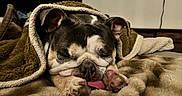 Bubba joined the competition — help win amazing prizes! dog, bulldog, sleeping, resting, blanket, bed, indoors, portrait, closeup, face, paws, tongue, brown, black_and_white, cozy, cute, relaxed, pet, wrinkled, snuggled