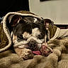dog, bulldog, sleeping, resting, blanket, bed, indoors, portrait, closeup, face, paws, tongue, brown, black_and_white, cozy, cute, relaxed, pet, wrinkled, snuggled