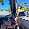 Bubba joined the competition — help win amazing prizes! bulldog, dog, pet, animal, car, vehicle, passenger, riding_shotgun, tongue, wrinkled_face, collar, harness, camouflage_clothing, car_window, side_mirror, traffic_light, road, palm_trees, shopping_center, blue_sky