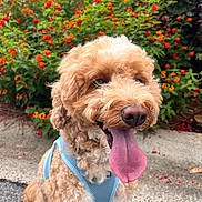 Bentley is registered to the contest to win money with this photo: dog, curly_fur, tongue_out, blue_harness, happy, outdoor, flowers, orange_flowers, greenery, bush, pet, animal, close_up, nature, summer, playful, canine, sitting, sidewalk, daylight