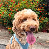 dog, curly_fur, tongue_out, blue_harness, happy, outdoor, flowers, orange_flowers, greenery, bush, pet, animal, close_up, nature, summer, playful, canine, sitting, sidewalk, daylight