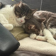 Boo joined the competition — help win amazing prizes! animal, blanket, cat, close_up, cozy, cute, domestic_cat, feline, fur, indoor, paws, pet, relaxation, resting, sleeping, snuggling, soft_texture, two_cats, warm, whiskers