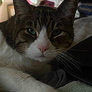 Boo joined the competition — help win amazing prizes! cat, tabby, close_up, white_fur, paw, whiskers, indoor, soft_texture, relaxed, pet, animal, fur, green_eyes, nose, ear, lying_down, cozy, domestic, mammal, portrait