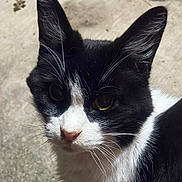 Daisy is registered to the contest to win money with this photo: animal, black_and_white, cat, close_up, concrete, curious, domestic_animal, ears, face, feline, fur, mammal, nature, nose, outdoor, pet, portrait, whiskers, yellow_eyes