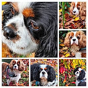 Picasso participe au concours pour gagner de l'argent avec cette photo : dog, cavalier_king_charles_spaniel, autumn, fall_leaves, outdoor, nature, leaf_litter, close_up, portrait, brown, white, black, fur, ears, eyes, grass, tree, harness, pet, canine