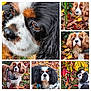 dog, cavalier_king_charles_spaniel, autumn, fall_leaves, outdoor, nature, leaf_litter, close_up, portrait, brown, white, black, fur, ears, eyes, grass, tree, harness, pet, canine