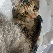 Sushi participe au concours pour gagner de l'argent avec cette photo : animal, bag, cat, closeup, cozy, curious, cute, domestic, eyes, feline, fur, indoor, nestled, peek, pet, playful, tail, texture, whiskers, white