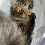 Sushi participe au concours pour gagner de l'argent avec cette photo : animal, bag, cat, closeup, cozy, curious, cute, domestic, eyes, feline, fur, indoor, nestled, peek, pet, playful, tail, texture, whiskers, white