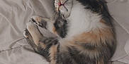 Sushi participe au concours pour gagner de l'argent avec cette photo : abyssinian, animal, armchair, bed, bedroom, blanket, cat, chair, couch, furniture, hardwood, homedecor, kitten, linen, manx, person, pet, siamese, sleeping, wood
