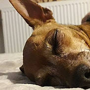 Angel a rejoint le concours — aidez-le/la à gagner de superbes lots ! animal, background, bed, close_up, cozy, dog, ear, flower, fur, indoor, nose, peaceful, pet, quiet, radiator, red_flower, resting, sleeping, soft_surface, whiskers