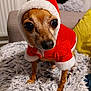 animal, big_eyes, brown_fur, canine, carpet, christmas_theme, cozy, cute, dog, domestic_animal, fluffy_rug, holiday, indoor, looking_up, pet, portrait, red_clothing, santa_costume, small_dog, white_fur_trim